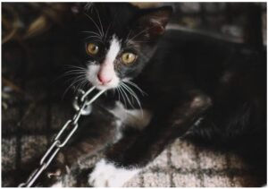 pisicuta tinuta in lanturi