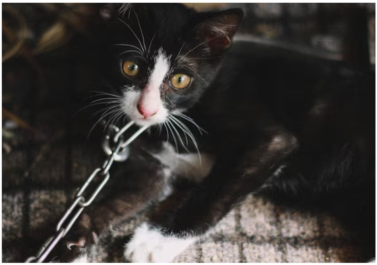 pisicuta tinuta in lanturi