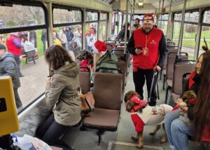 donatii pentru cateii din adapost