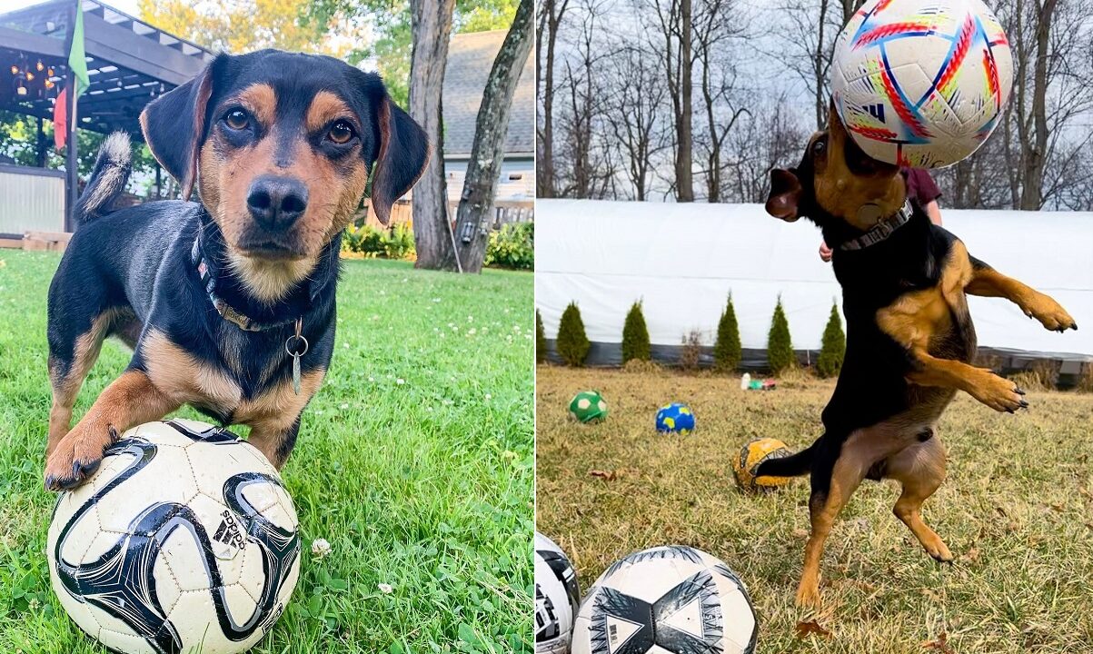 cainele iubeste mingile de fotbal