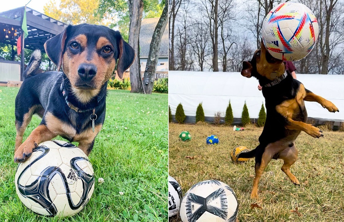 cainele iubeste mingile de fotbal