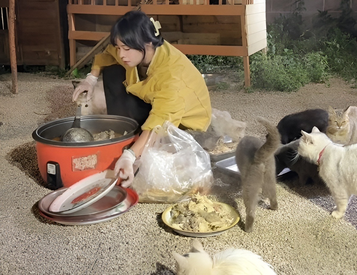 O tânără din China hrănește mai multe pisici