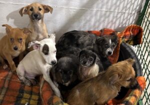 caini salvati de ASPA