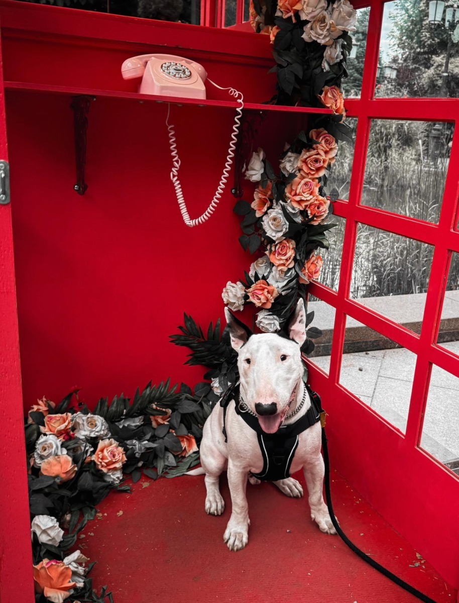 514d0921-2f46-4bdc-b883-d4a778838c19