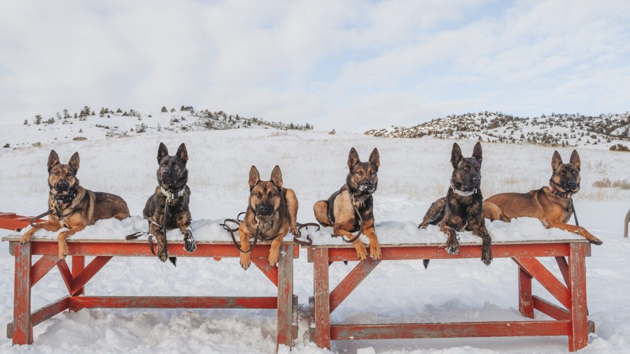 caini aliniati pe o banca iarna
