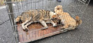 doi caini intr-o cusca metalica