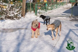 Adapostul Speranta caini cu vesta iarna