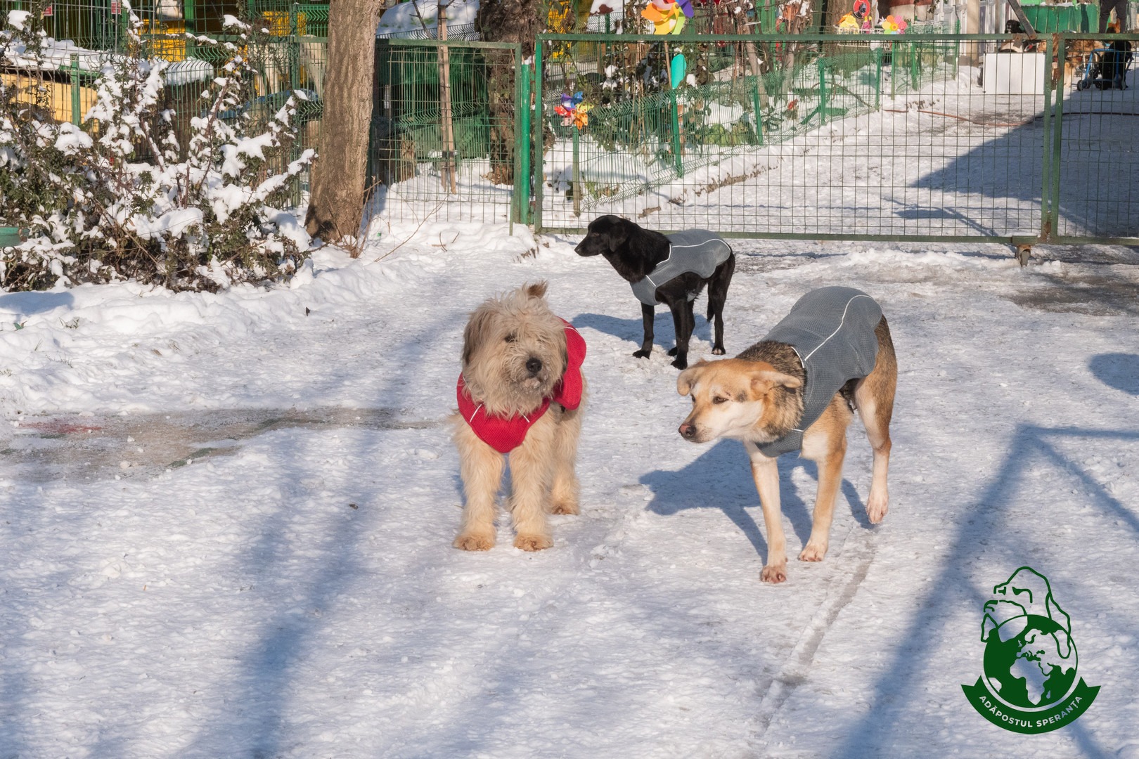 Adapostul Speranta caini cu vesta iarna