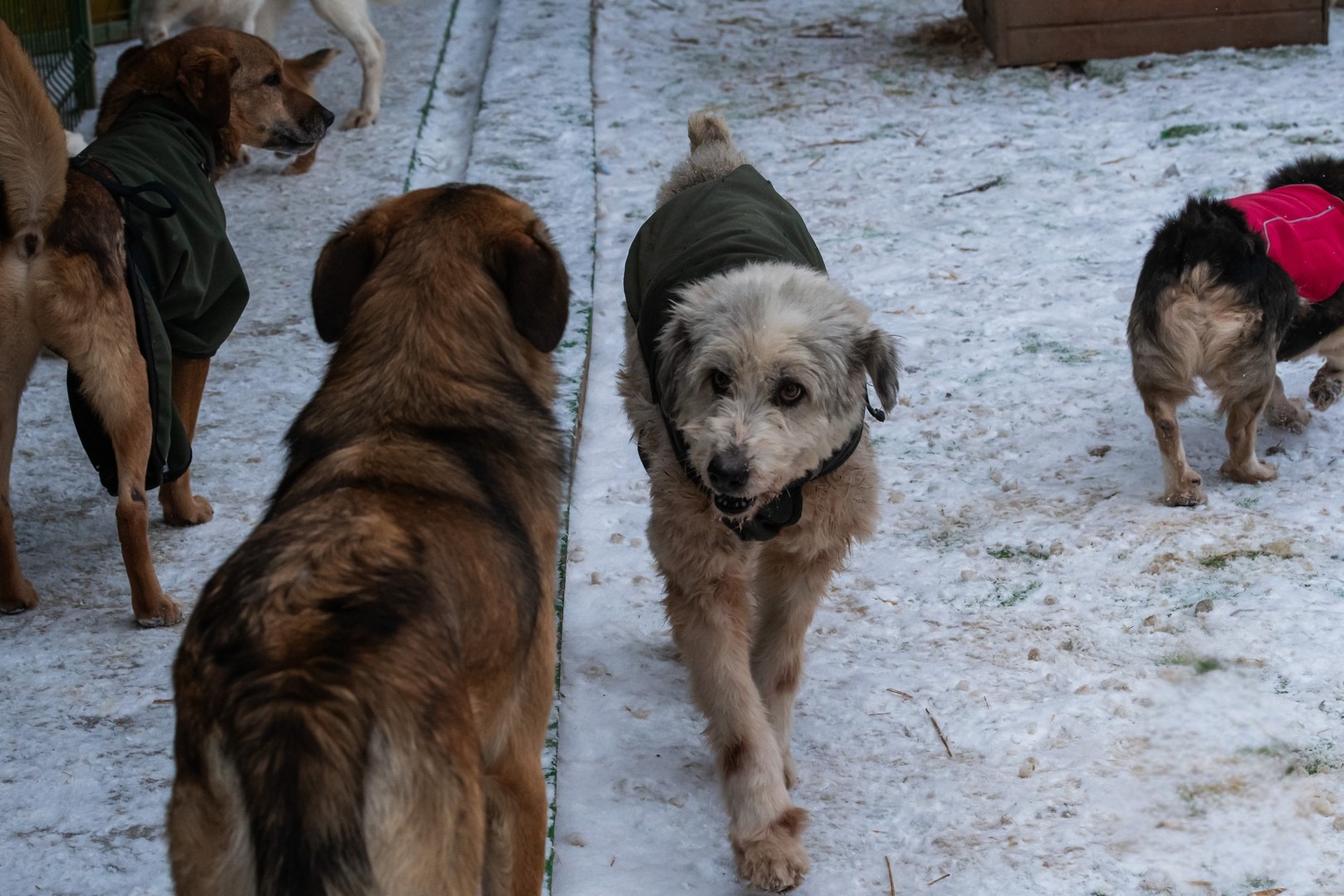 Adapostul Speranta - caini seniori in timpul iernii