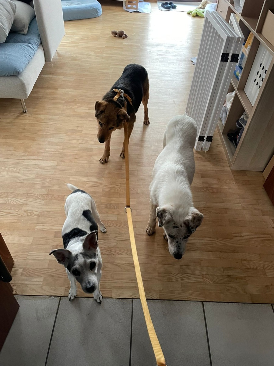 Adoptie Flori si Zuzi Germania