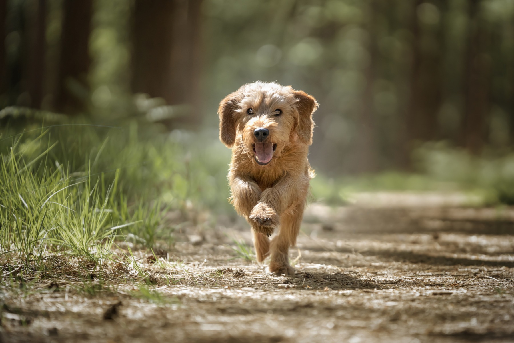 Câine din rasa Basset Fauve de Bretagne