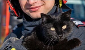 pisica neagra in bratele unui pompier
