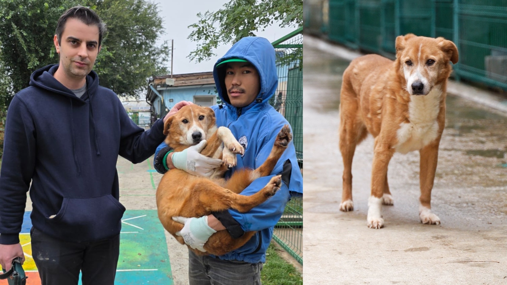 Portocala caine adoptat Adapostul Speranta
