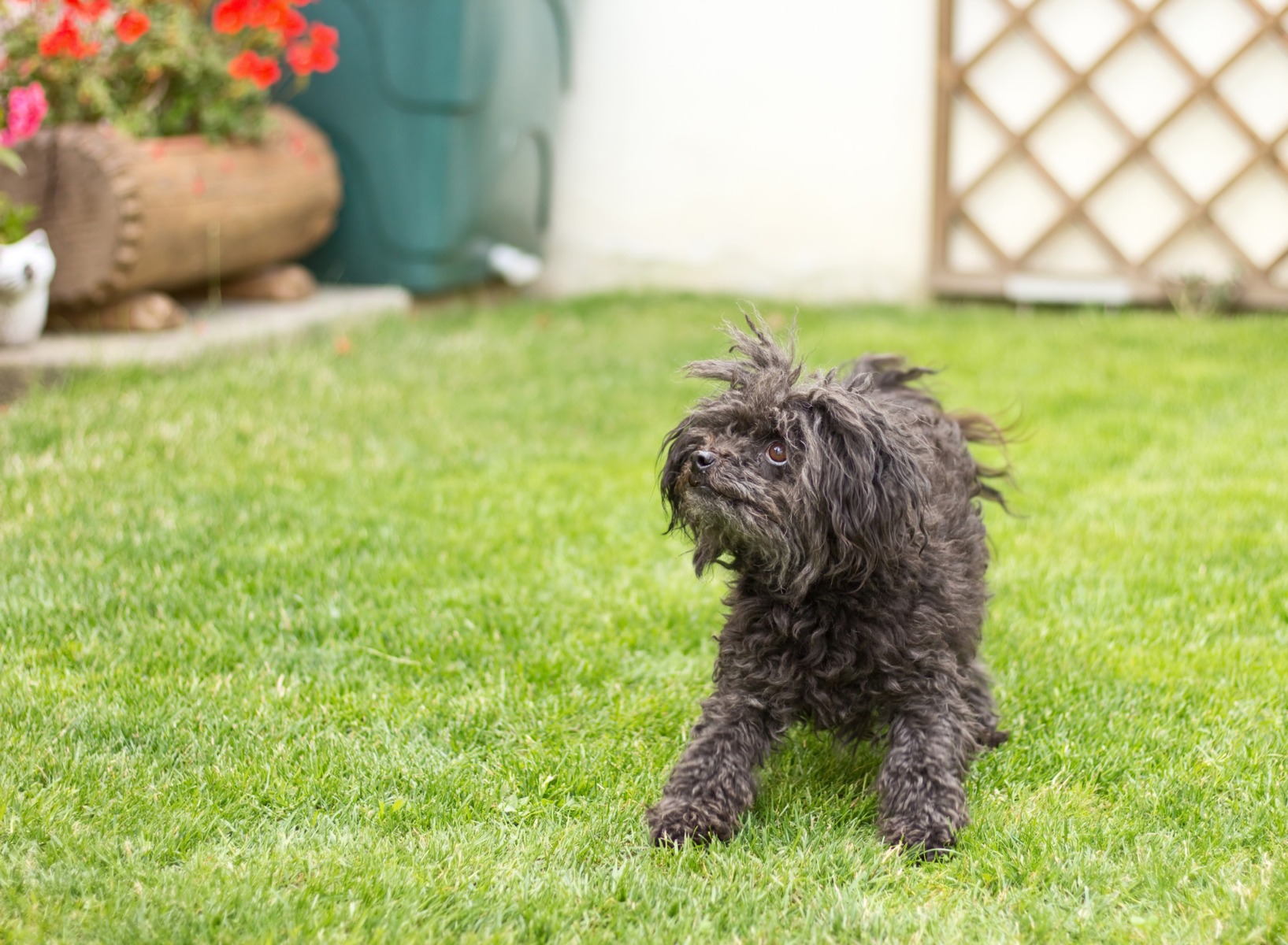 Câine din rasa Russian Tsvetnaya Bolonka