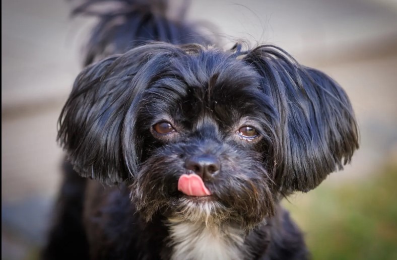 rasa Tsvetnaya Bolonka