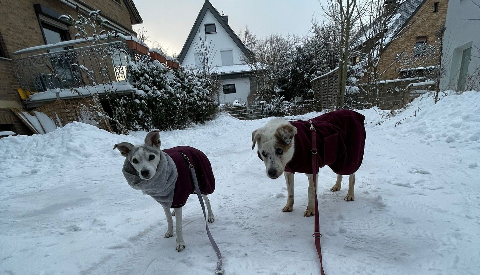 Zuzi alaturi de Lucy