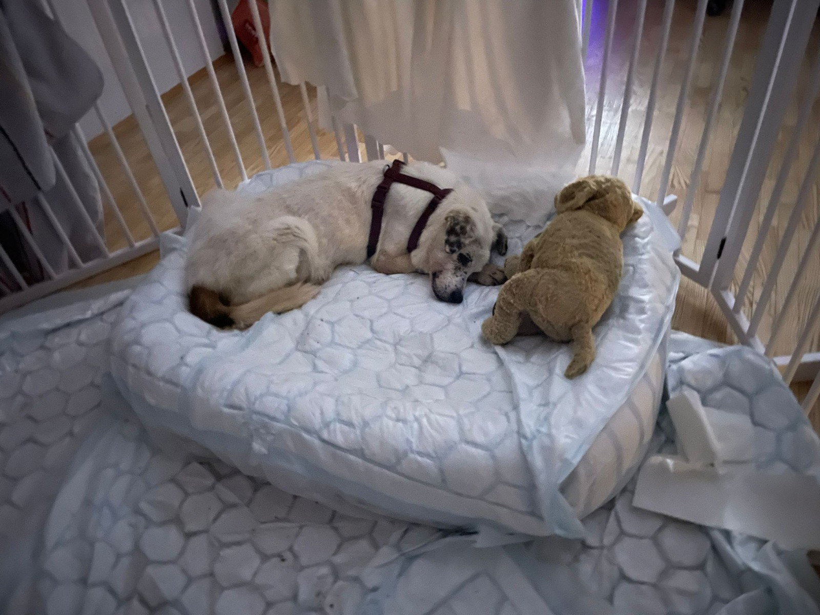 Zuzi caine senior adoptat de la Adapostu Speranta