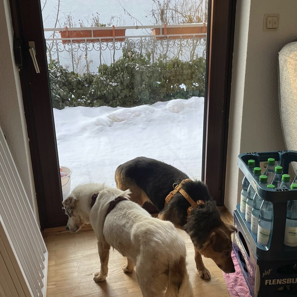 Zuzi si Flori adoptate