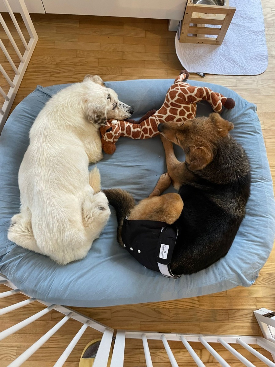 Zuzi si Flori adoptie Adapostul Speranta