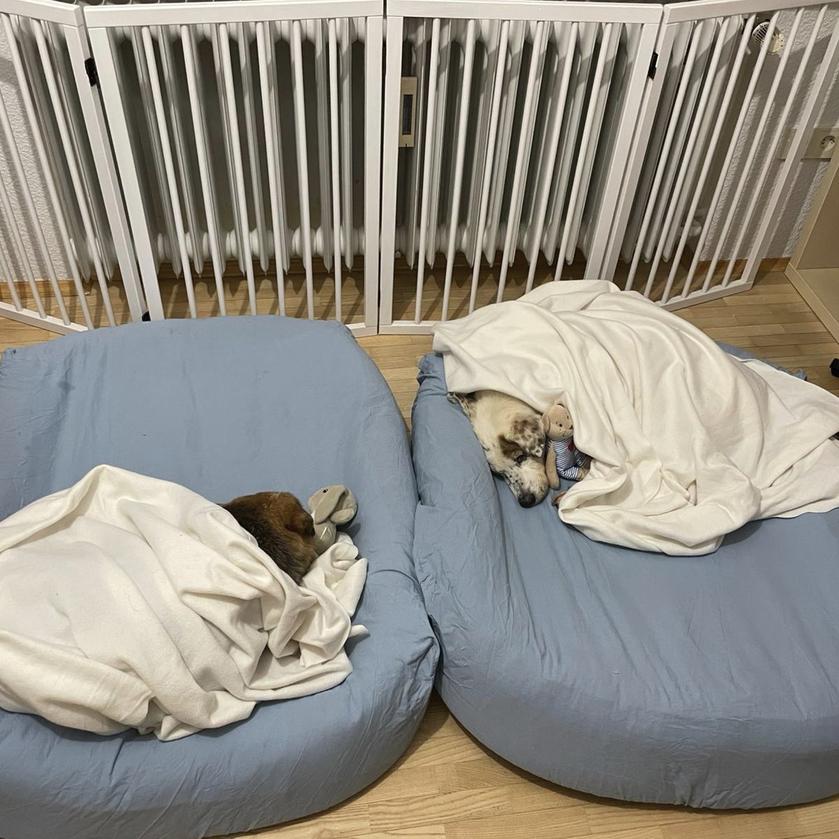 Zuzi si Flori - adoptii Adapostul Speranta