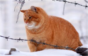 pisica portocalie in zapada