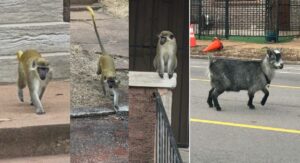 maimute si o capra pe strazi