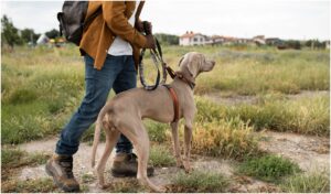 caine plimbat in lesa de stapan