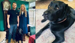 stapanii si cainele lor