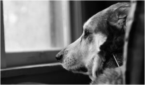 caine trist care se uita pe fereastra