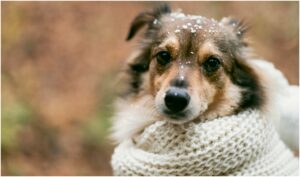 câine cu fular iarna
