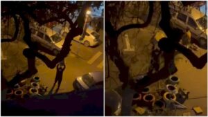 barbatul-care-a-distrus-casutele-de-pisici