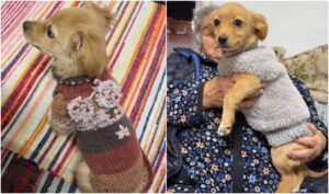 cățelușă purtând haine tricotate