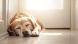 Un câine doarme pe podea, lângă ușă