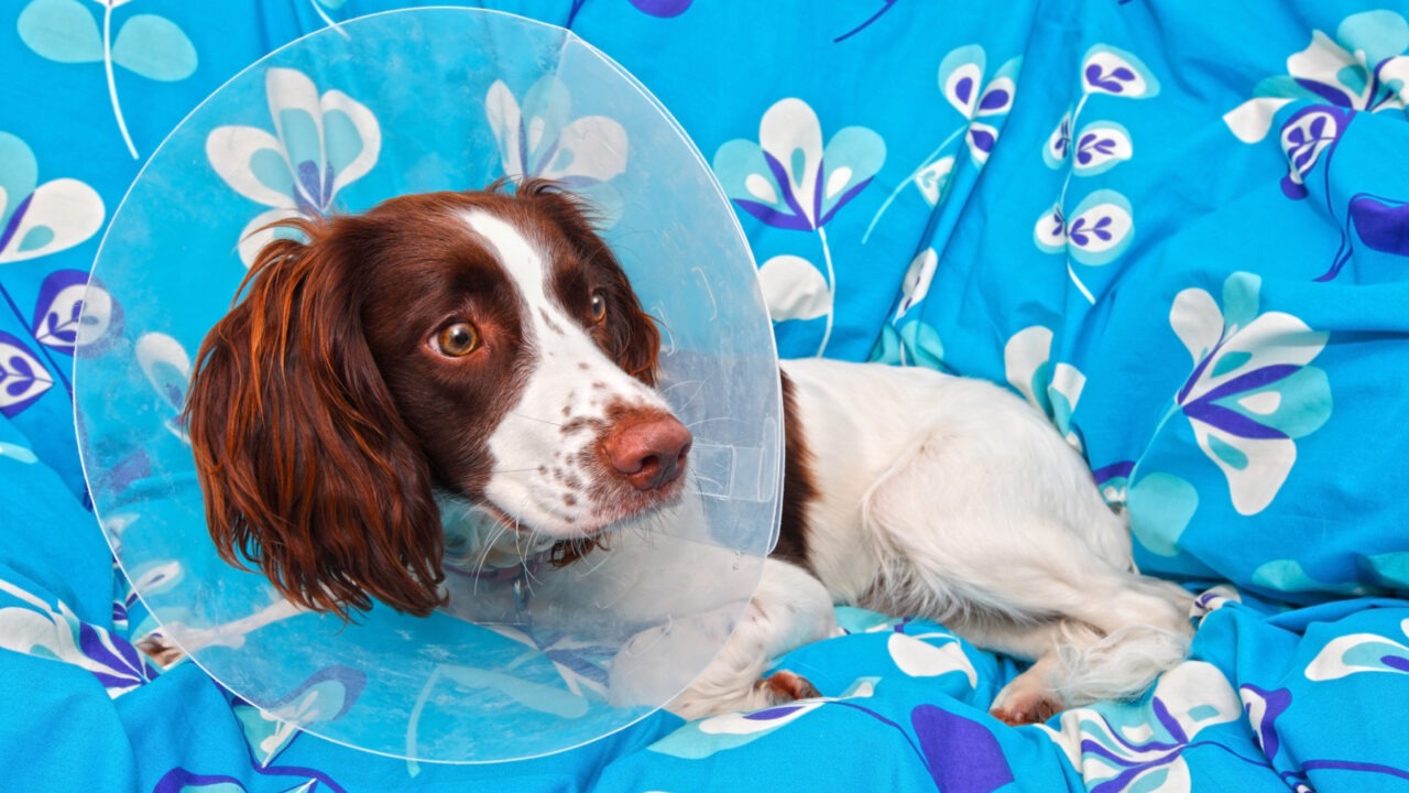 Un câine poartă guler de protecție în timp ce stă în pat