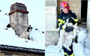 caine pe acoperis salvat de un pompier