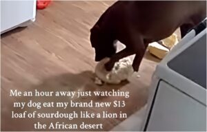 caine care mananca o paine de pe jos