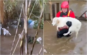 caini salvati de pompieri de inundatii