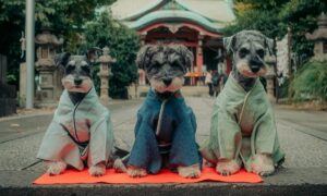 caini imbracati in kimono