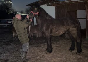 cal adoptat de Serviciul pentru Protecția Animalelor Gorj