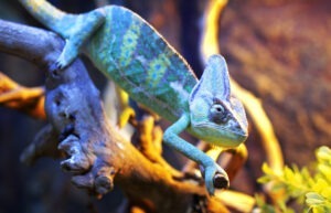 Cameleon