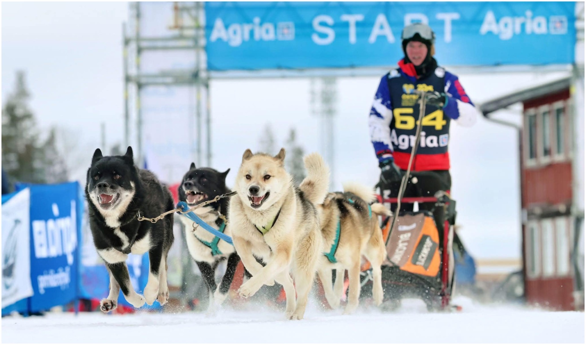 cursa atelaje canine