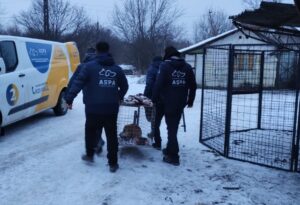 Doi angajați ASPA în cadrul unei acțiuni de capturare a câinilor abandonați în București