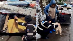 casuta-mobila-petru-el-si-catelusa-lui-veta