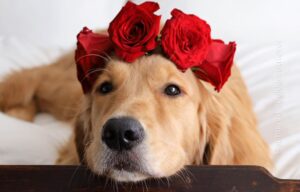 câine cu trandafiri pe cap
