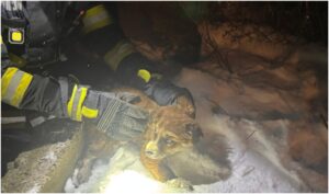 catel salvat in zapada