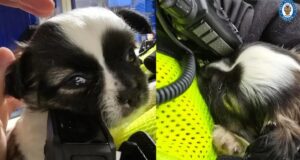 catelus furat si recuperat