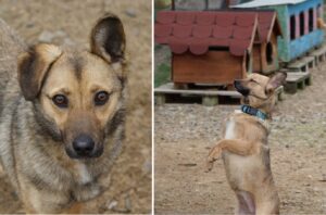 catelusa Crina cu zgarda electrica la gat