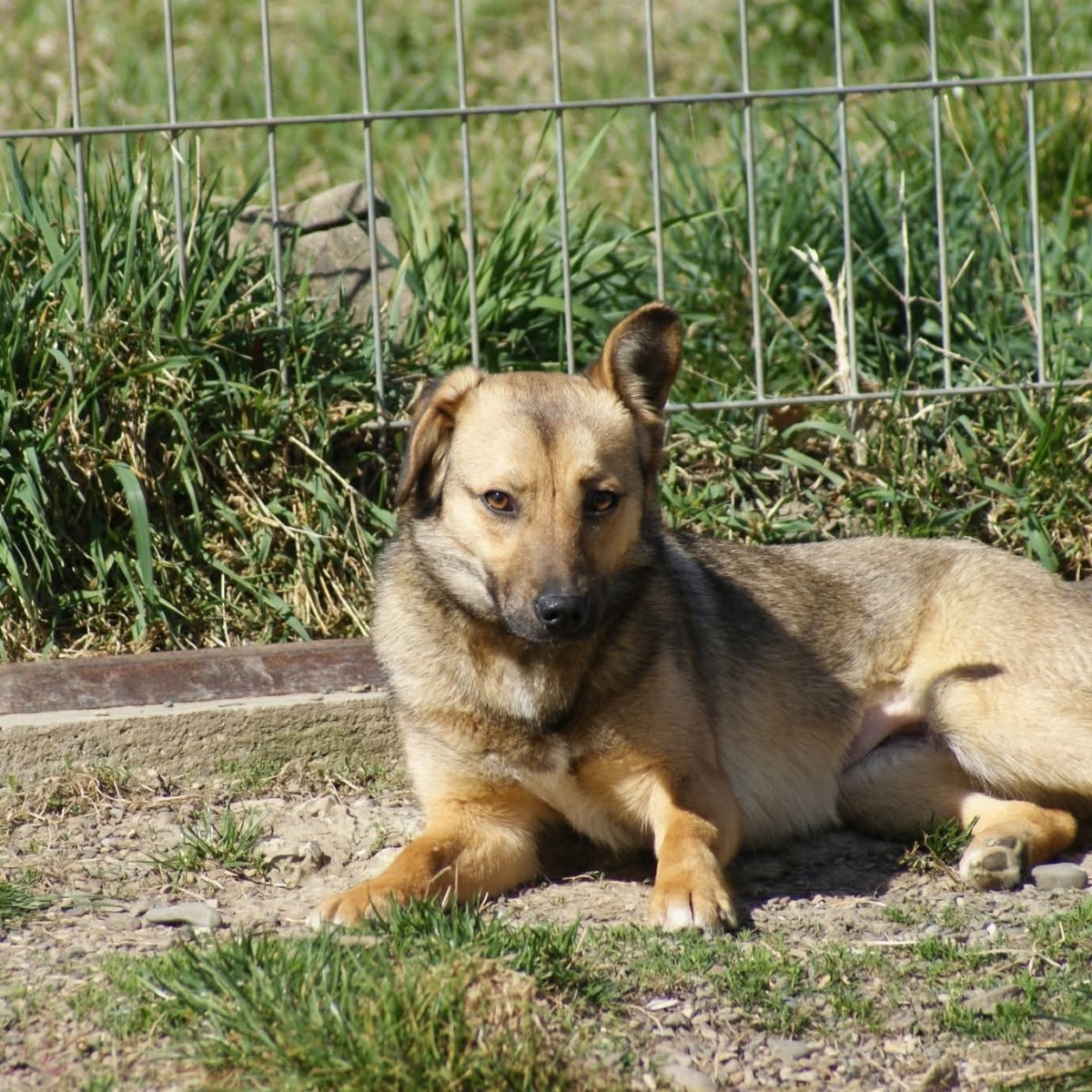 catelusa Crina se reface