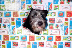 Un câine scoate capul printr-un afiș rupt la mijloc