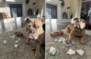 cainele a distrus casa